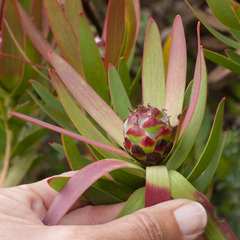 Leucadendron sessile