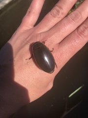 Dytiscus harrisii