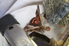 Catocala ultronia