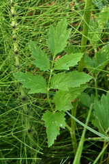 Pimpinella major