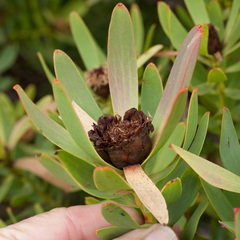 Leucadendron sessile