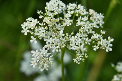 Pimpinella major