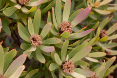 Leucadendron sessile