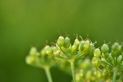 Pimpinella major