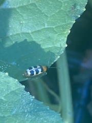 Paranapiacaba tricincta