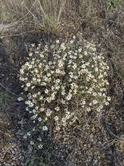 Melampodium leucanthum