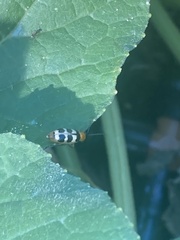 Paranapiacaba tricincta