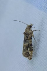 Lobesia transtrifera
