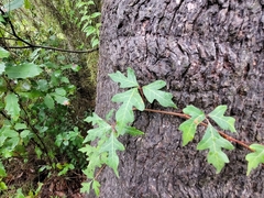 Toxicodendron radicans