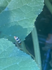 Paranapiacaba tricincta