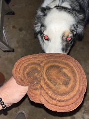 Coltricia cinnamomea