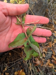 Hylotelephium caucasicum