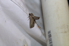 Paectes abrostoloides