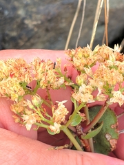 Hylotelephium caucasicum