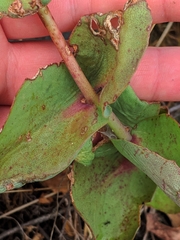 Hylotelephium caucasicum