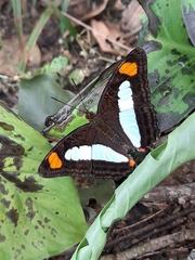 Adelpha serpa