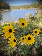 Helianthus angustifolius