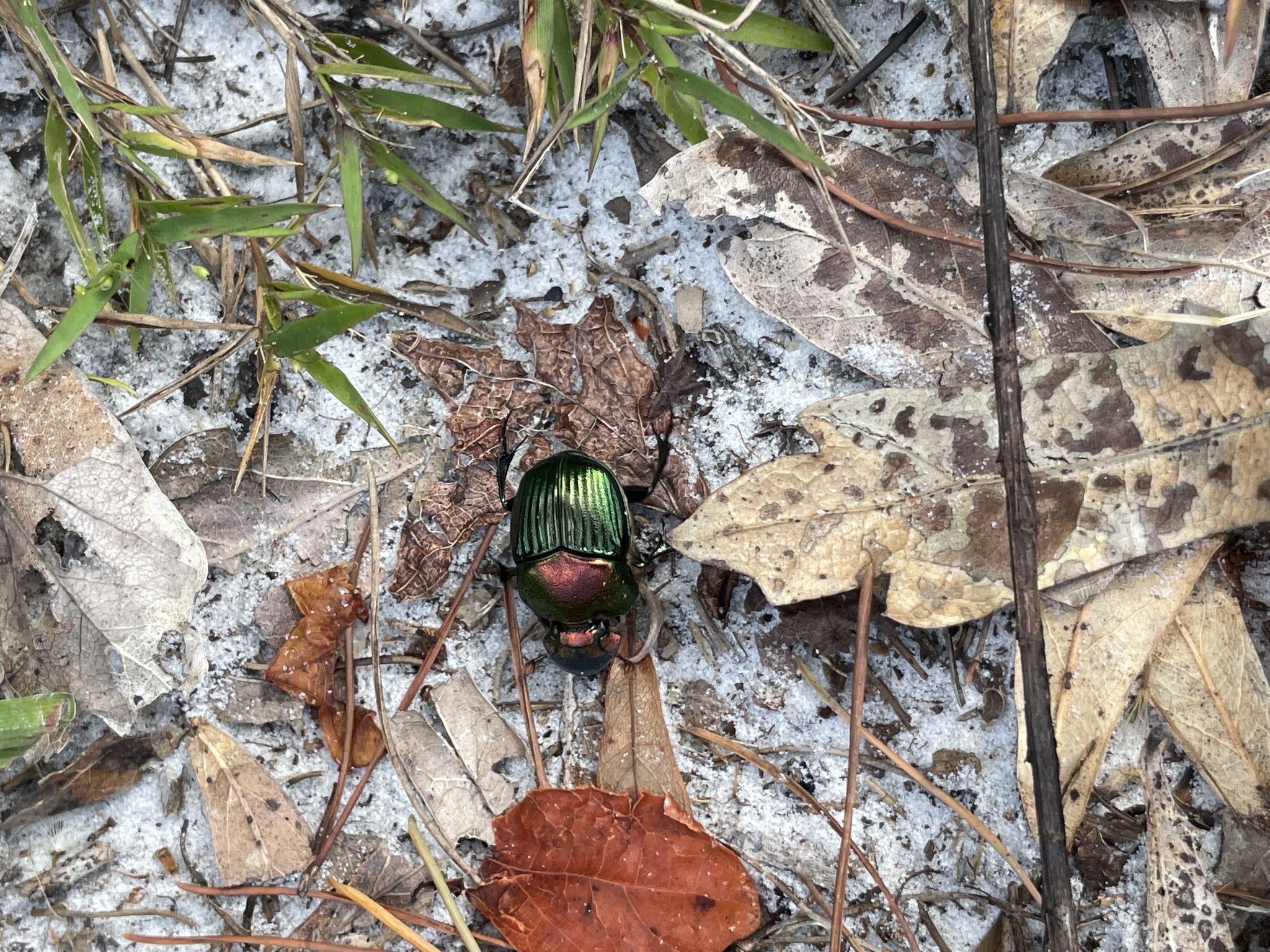 Phanaeus