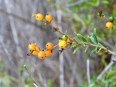 Lonicera subspicata subspicata