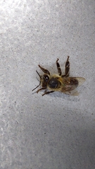 Apis mellifera capensis