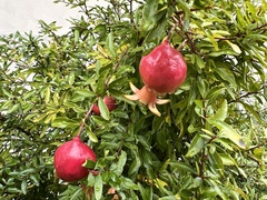 Punica