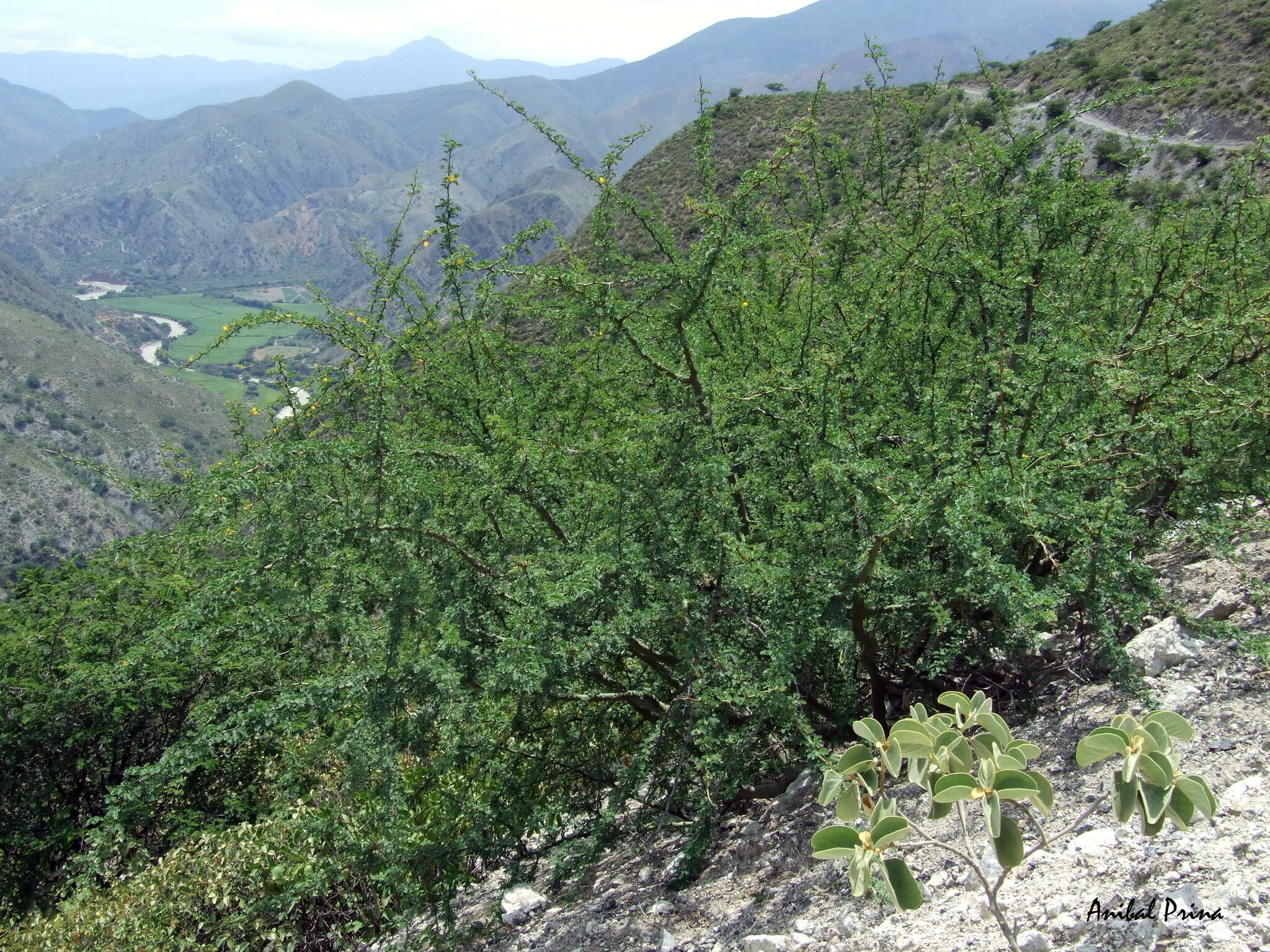 Parkinsonia praecox image