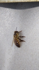 Apis mellifera capensis