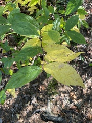 Calycanthus floridus