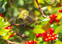 Phylloscopus collybita