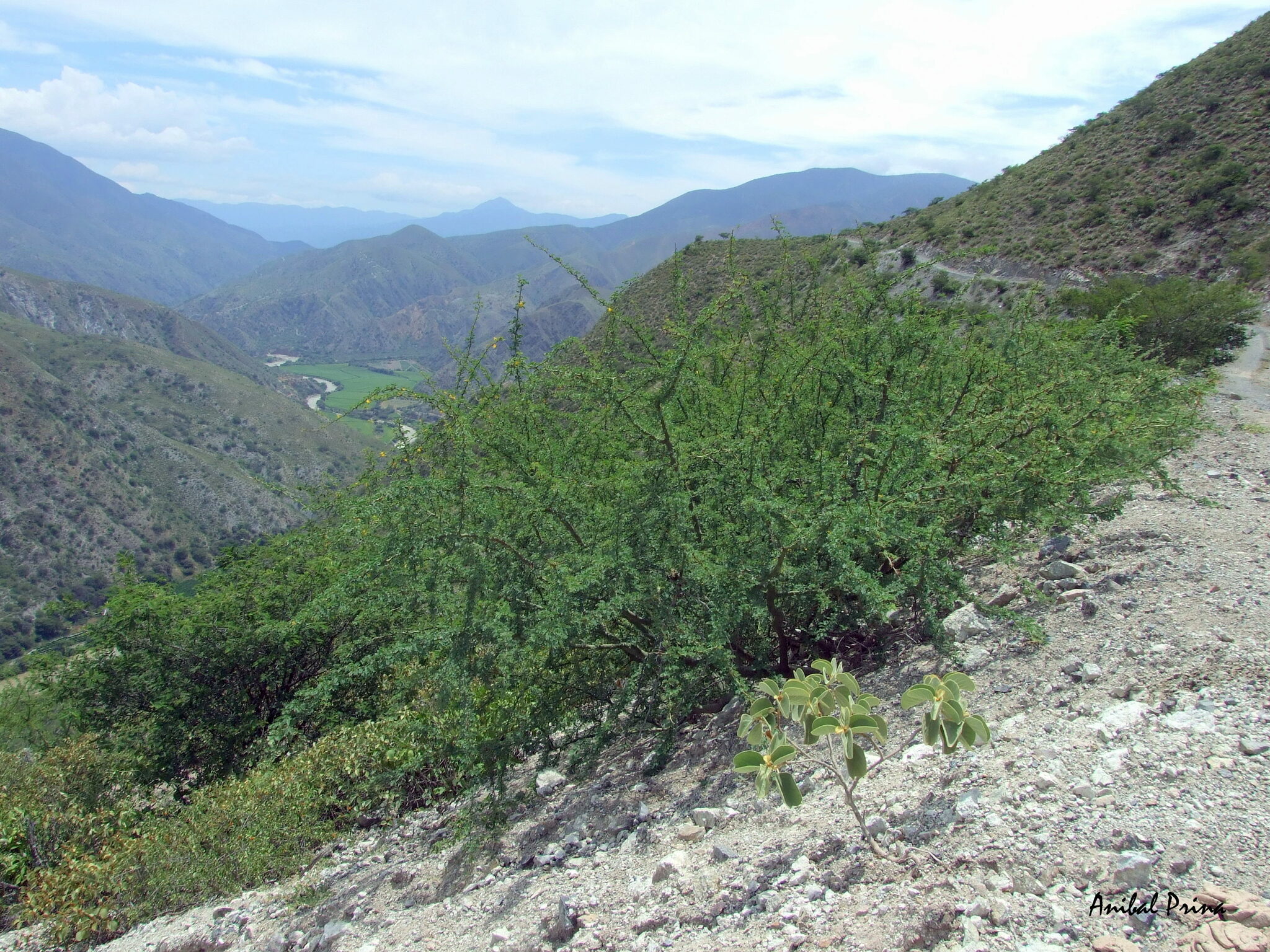 Parkinsonia image