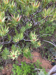 Leucadendron sessile