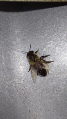 Apis mellifera capensis