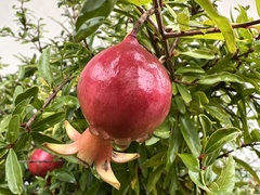 Punica