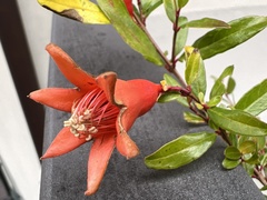 Punica