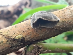 Auricularia nigricans