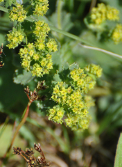 Alchemilla vulgaris