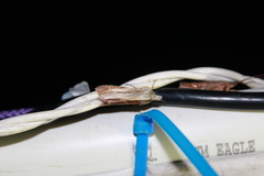 Cucullia convexipennis