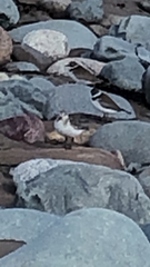 Calidris alba