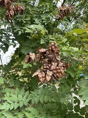 Koelreuteria