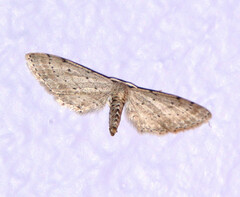 Euacidalia brownsvillea
