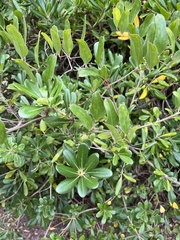 Smilax auriculata