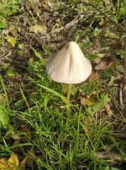 Agaricineae