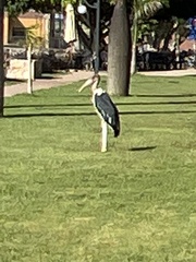 Leptoptilos crumenifer