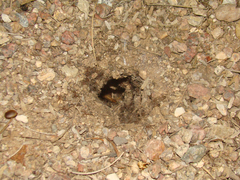 Aphonopelma chalcodes