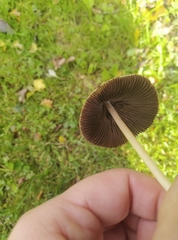 Agaricineae