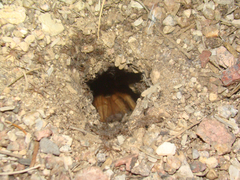 Aphonopelma chalcodes