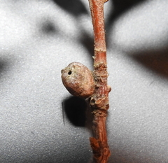 Dryocosmus juliae