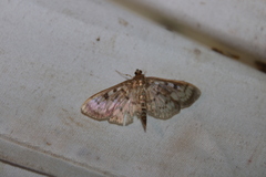 Herpetogramma