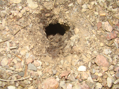 Aphonopelma chalcodes