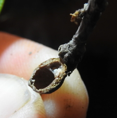 Dryocosmus juliae